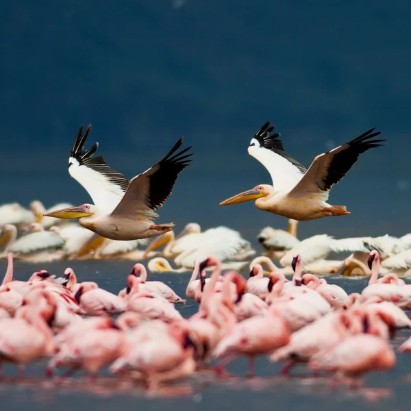 White pelicans and flamingos in Lake Nakuru National Park - Kenya, Africa