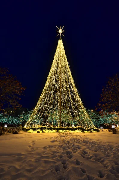 Christmas Lights and Tree