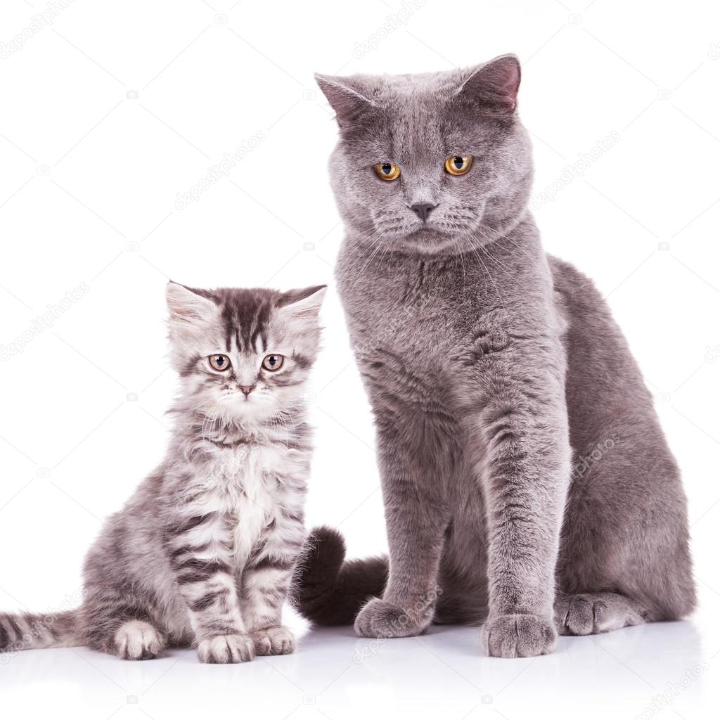 English cats, adult and cub — Stock Photo © feedough 14030045