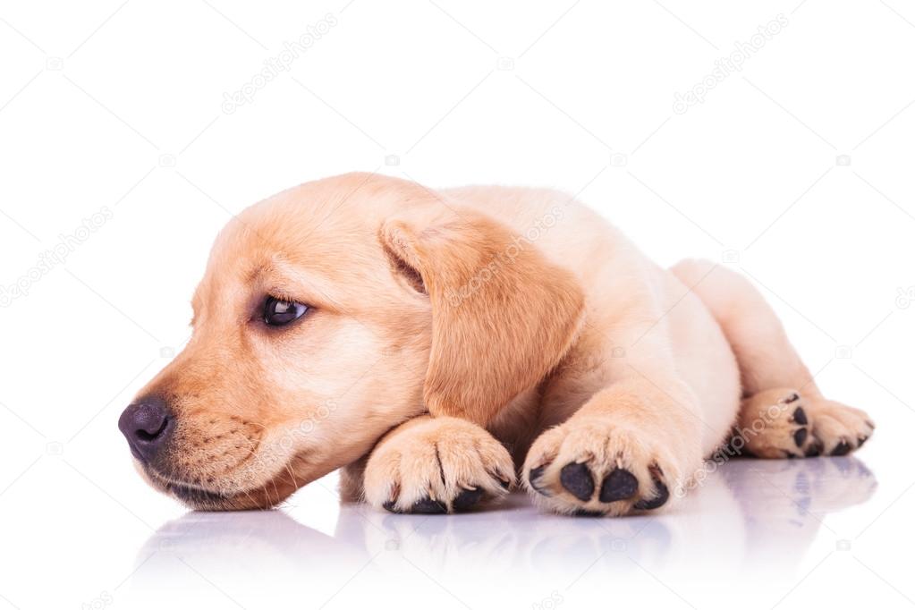 Dog Sleeping Side View Dog Sleeping Side View