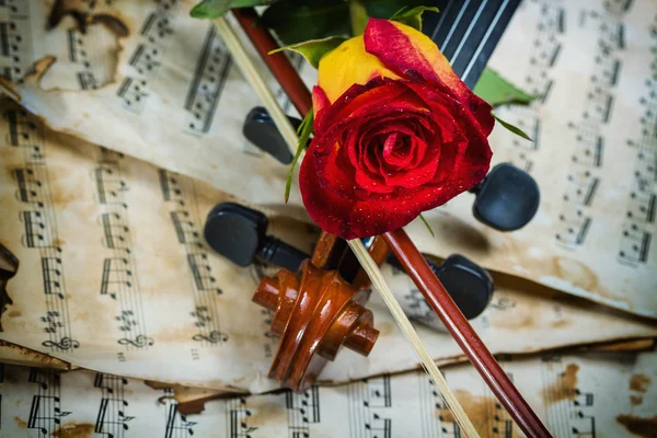 Violin sheet music and rose