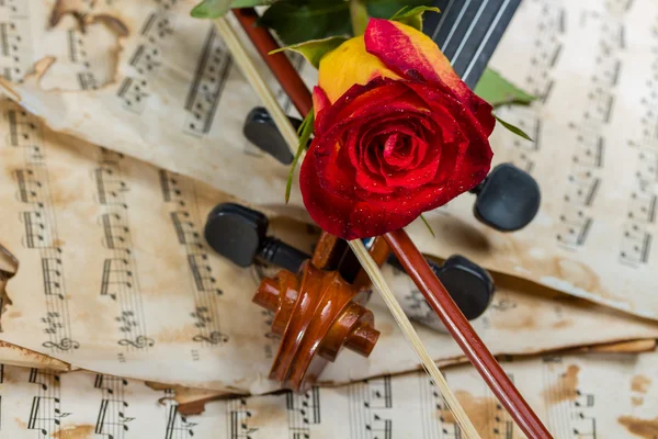 Violin sheet music and rose