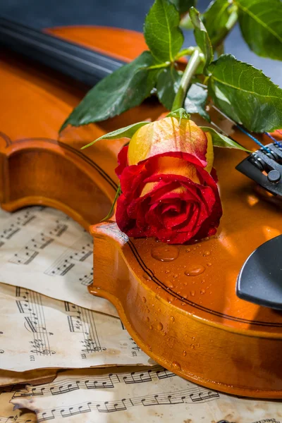 Violin sheet music and rose