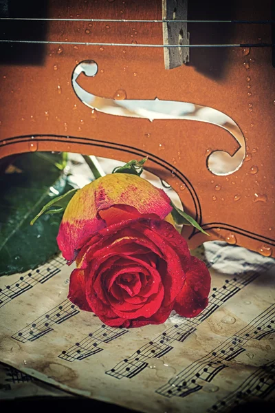 Violin sheet music and rose