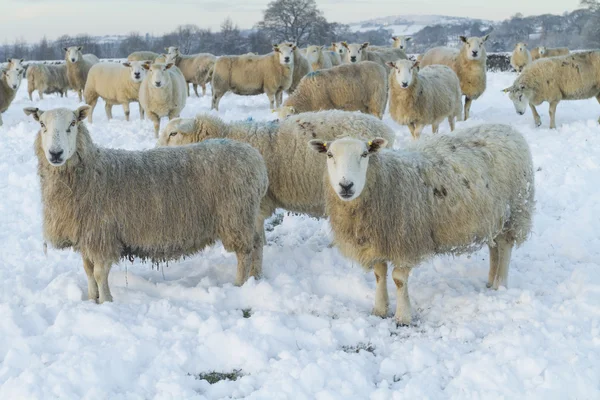 Sheep in field