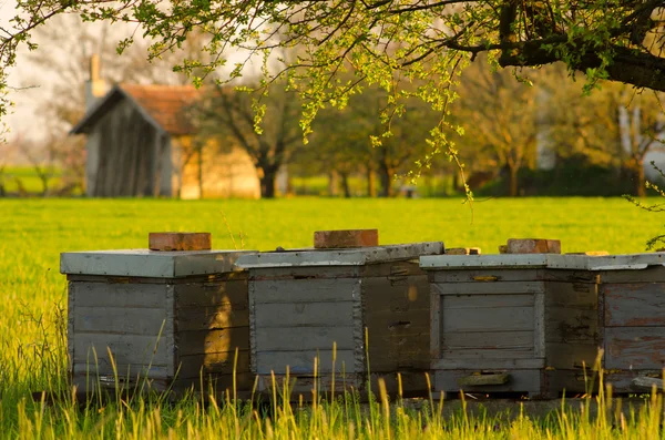 Bee hives outdoor on sunny spring day