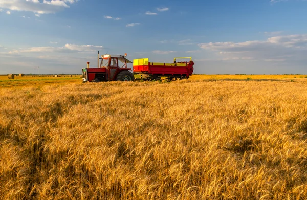 Tractor with trailer passing by wheat field