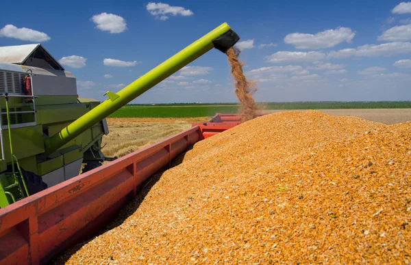 Combine harvester unloads wheat grain into trailer