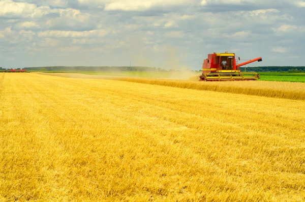 Harvester combine harvesting wheat