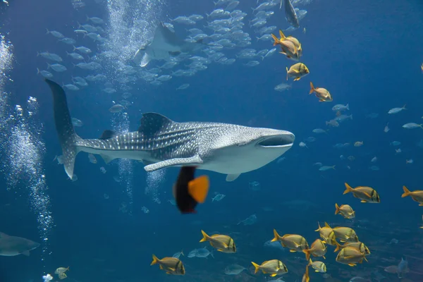 Whale Shark