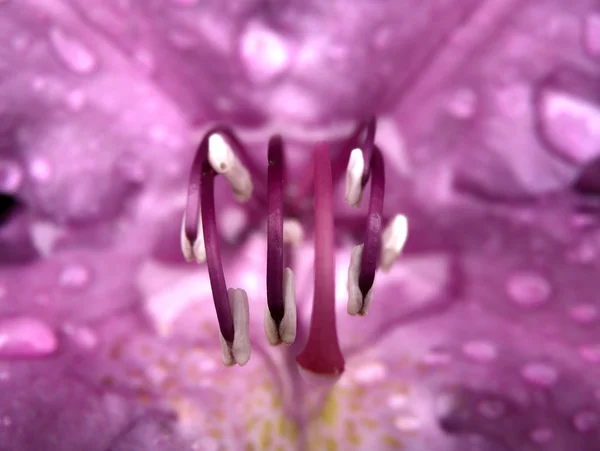 Abstract detail of purple flower