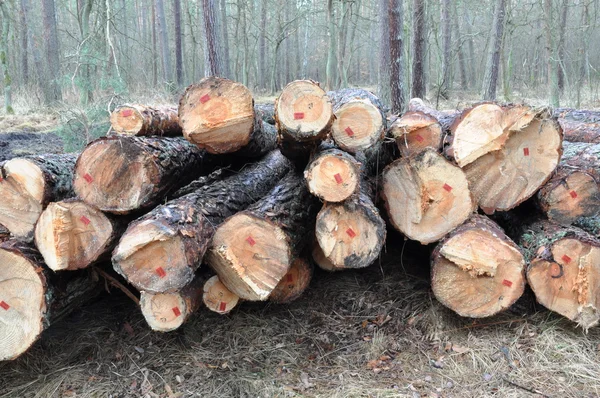 Tree felled in the forest