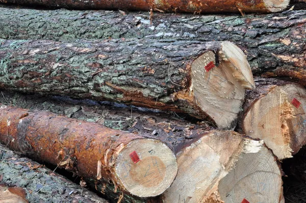 Tree felled in the forest