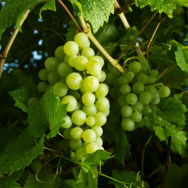 Green grapes on vine