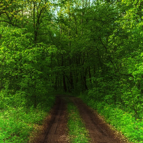 Dark forest and road