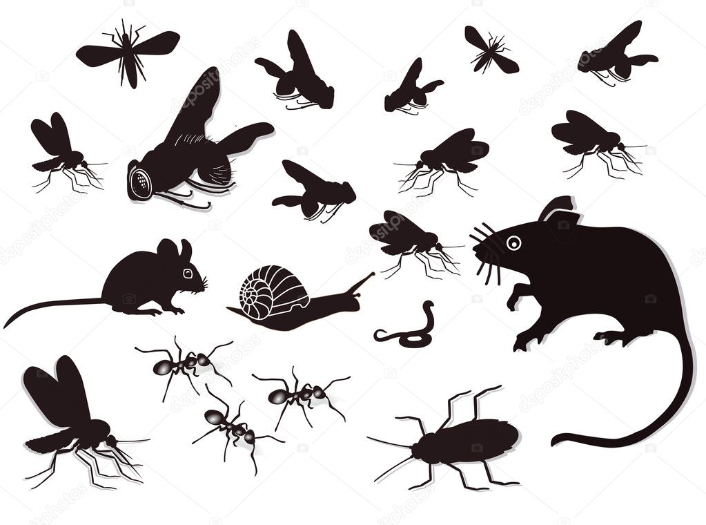 vermin définition What is