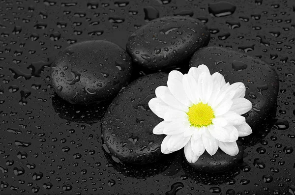 Black stones and white flower with water drops