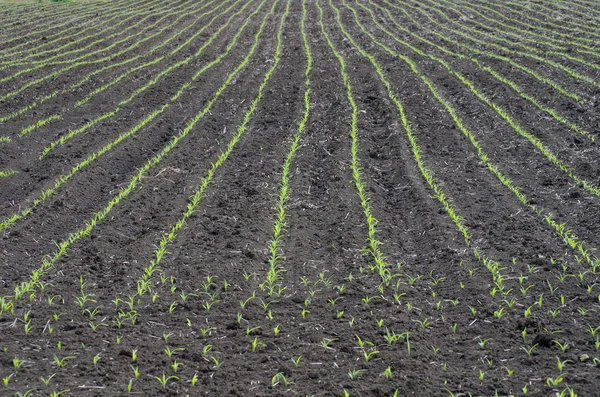 Germinated corn rows.