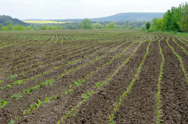Germinated corn rows.