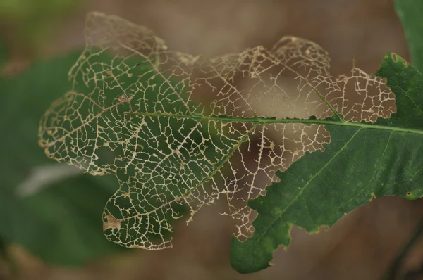 Half-eaten green leaf with remains of vein network - nature decay