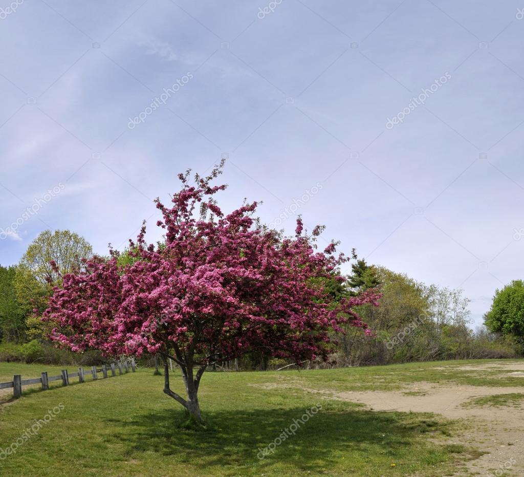 Blühender Baum mit rosa Blüten in einem üppigen grünen Feld im späten