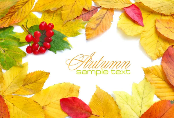 Autumn frame composed of colorful autumn leaves on a white background