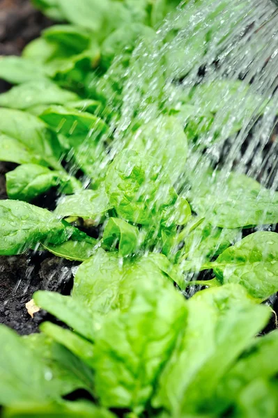 Watering of vegetable bed with rows of spinach