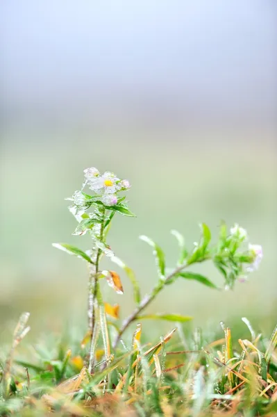 Frozen flower