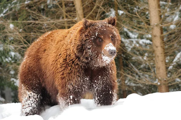 Wild brown bear