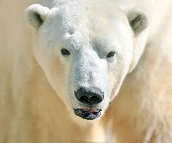 Polar bear