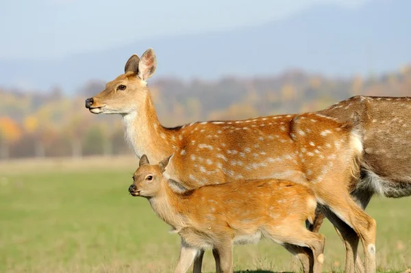 Deer in autumn field