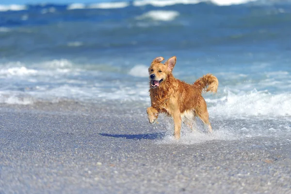 Young golden retriever on the beach