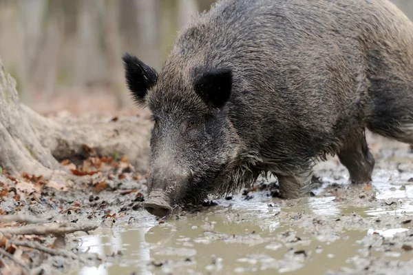 Wild boar