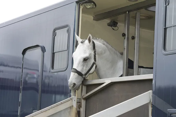 A white horse standing in a trailer