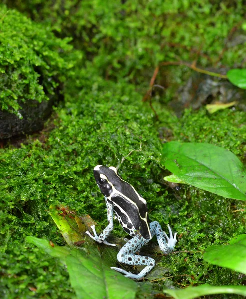 Poison frog in rainforest