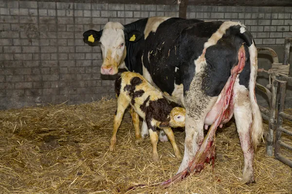 Newborn calf in a stable