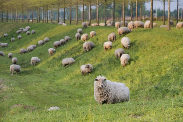 Sheep on a hill