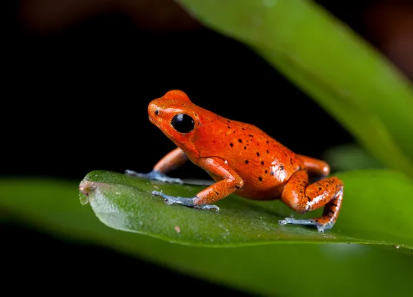 Red poison dart frog