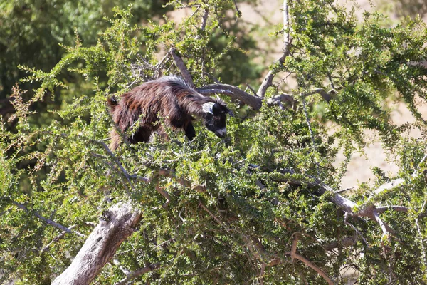 Goat on a Argan tree (Argania Spinosa).