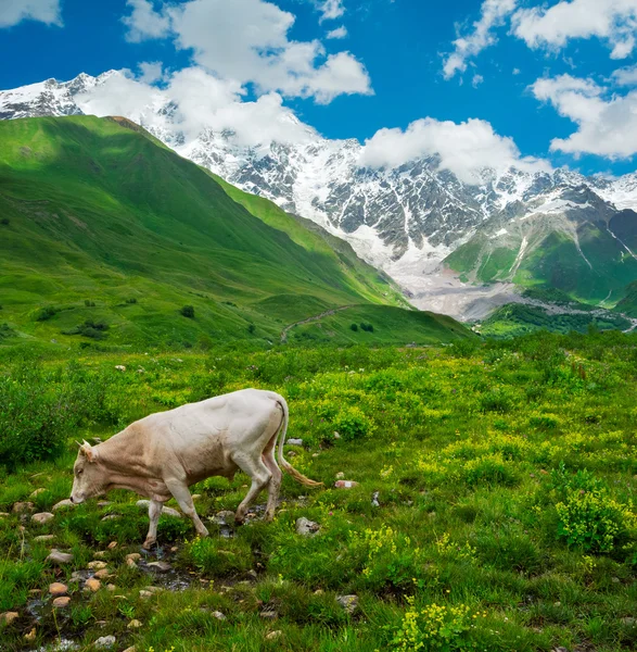 Stock Photo: Beautiful meadow landscape near Ushguli, Svaneti, Georgia.