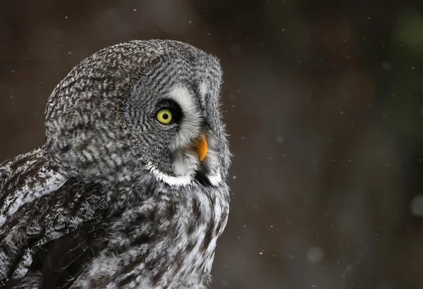 Great Grey Owl Face