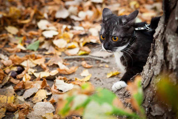A cat on a leash playing in fall dry leaves
