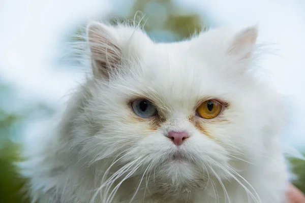 Персидская кошка с разными глазами цвета  -  Стоковое изображение