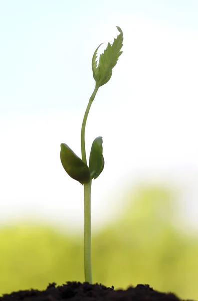 Birth of a neem plant