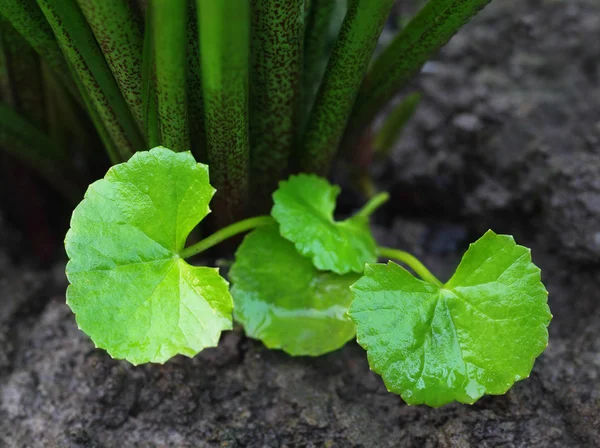 Medicinal thankuni leaves of Indian subcontinent