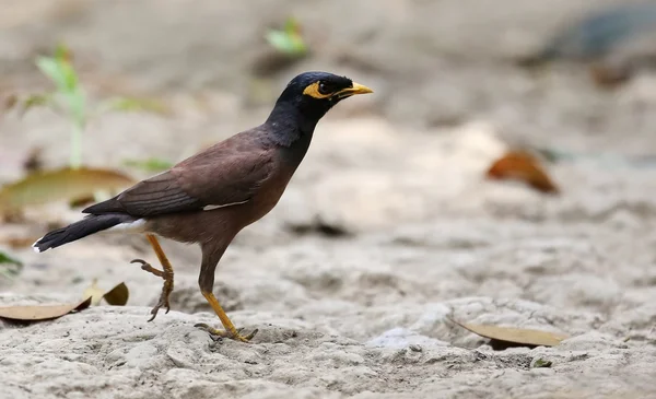 Common Myna of Indian Subcontinent