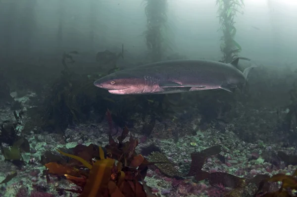 Seven Gill Shark