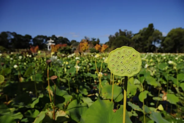 Lotus Pond and Lotus Seed closeup