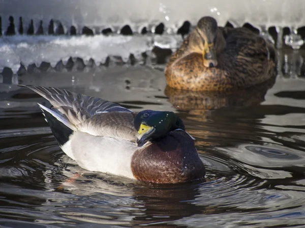 Ducks on the lake in winter
