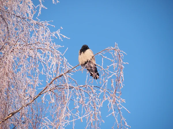 Raven on a branch in the winter. Sunset